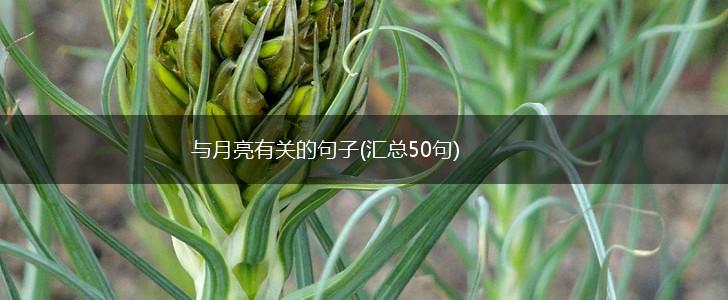 与月亮有关的句子(汇总50句),第1张