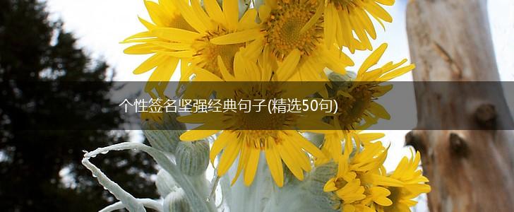 个性签名坚强经典句子(精选50句),第1张