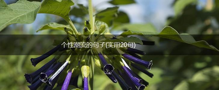 个性潮流的句子(实用20句),第1张