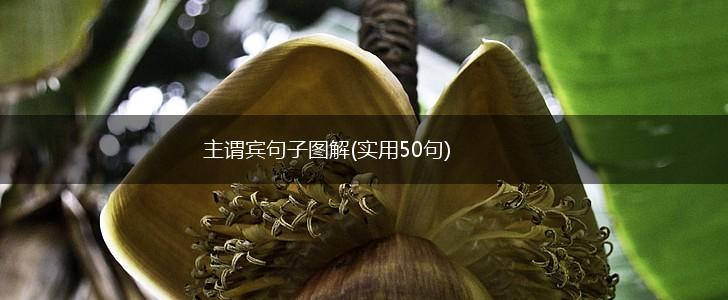 主谓宾句子图解(实用50句),第1张