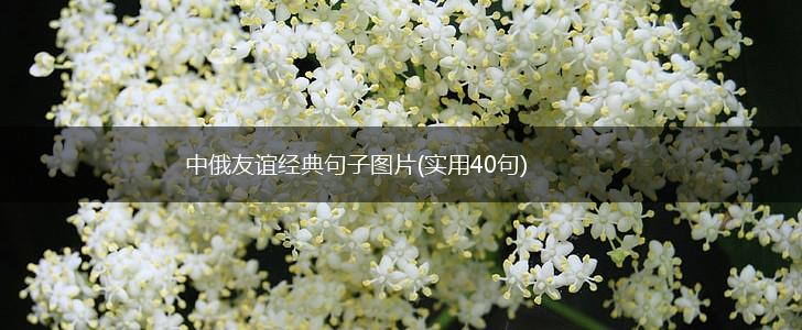 中俄友谊经典句子图片(实用40句),第1张