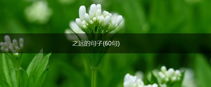 之远的句子(60句),第1张