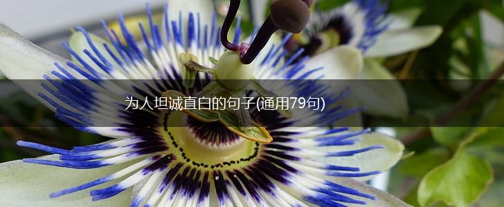 为人坦诚直白的句子(通用79句),第1张