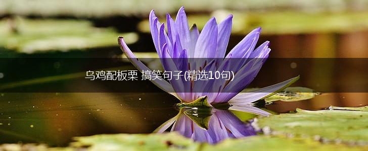 乌鸡配板栗 搞笑句子(精选10句),第1张