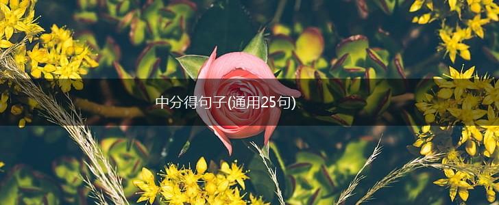 中分得句子(通用25句),第1张