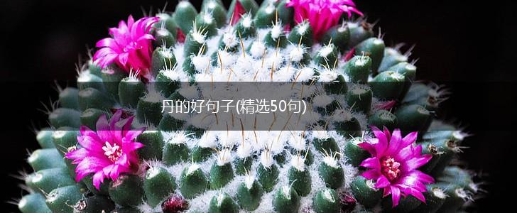 丹的好句子(精选50句),第1张