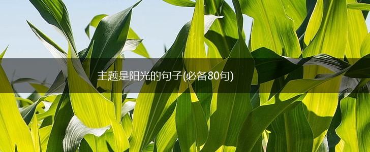 主题是阳光的句子(必备80句),第1张