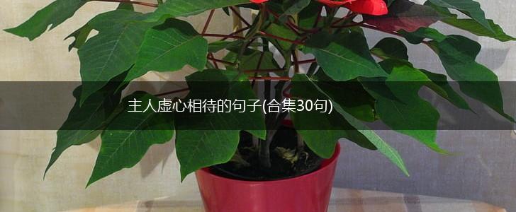 主人虚心相待的句子(合集30句),第1张