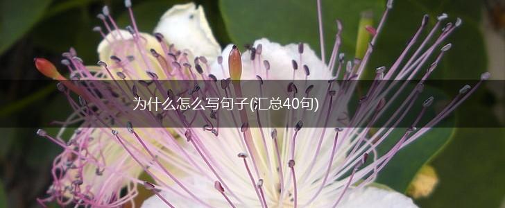 为什么怎么写句子(汇总40句),第1张