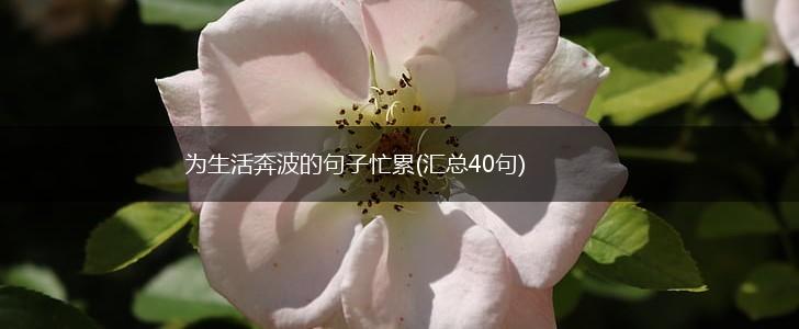 为生活奔波的句子忙累(汇总40句),第1张