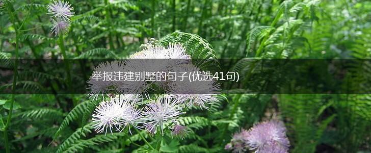 举报违建别墅的句子(优选41句),第1张