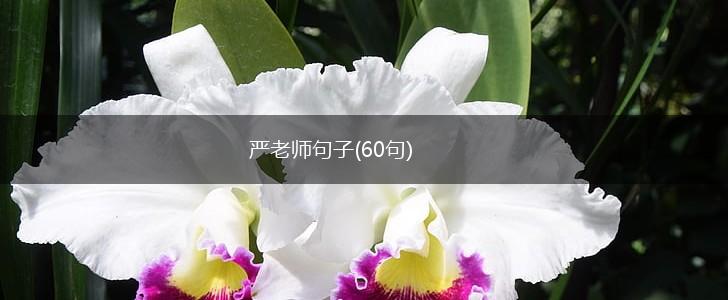 严老师句子(60句),第1张