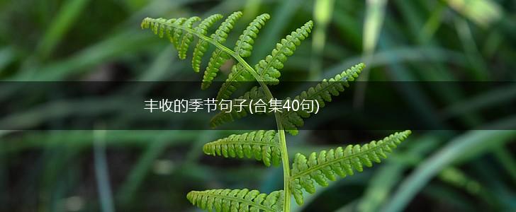 丰收的季节句子(合集40句),第1张