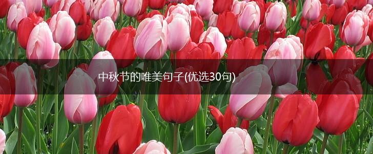 中秋节的唯美句子(优选30句),第1张