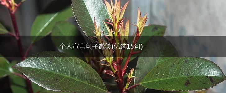 个人宣言句子微笑(优选15句),第1张