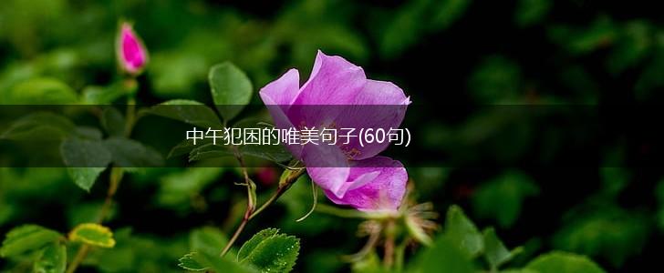 中午犯困的唯美句子(60句),第1张