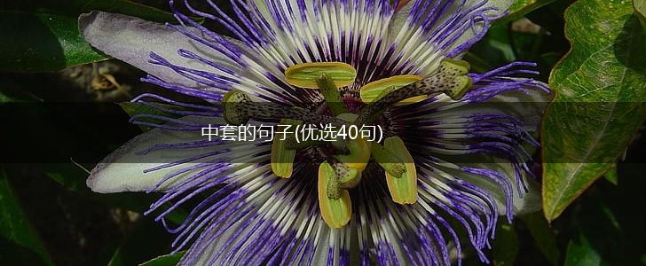 中套的句子(优选40句),第1张