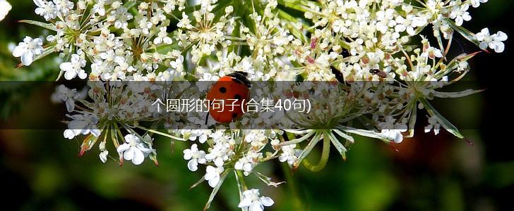 个圆形的句子(合集40句),第1张