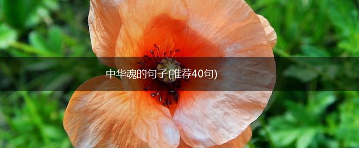 中华魂的句子(推荐40句),第1张
