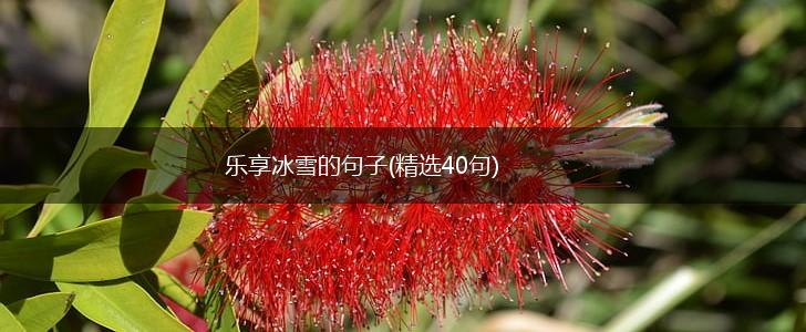 乐享冰雪的句子(精选40句),第1张