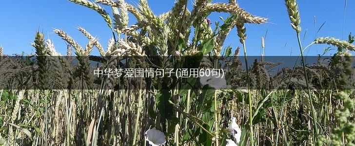 中华梦爱国情句子(通用60句),第1张