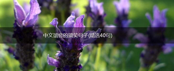 中文谐音的搞笑句子(精选40句),第1张