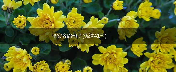 举案齐眉句子(优选41句),第1张