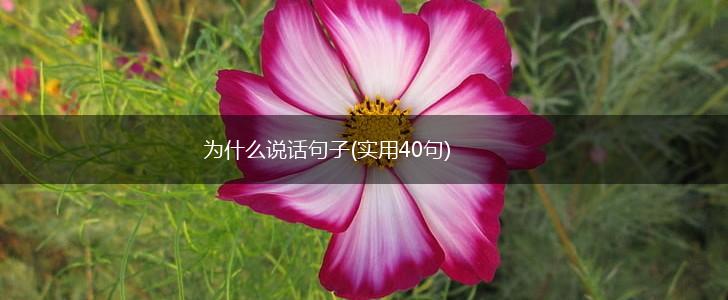 为什么说话句子(实用40句),第1张