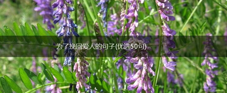 为了挽回爱人的句子(优选50句),第1张