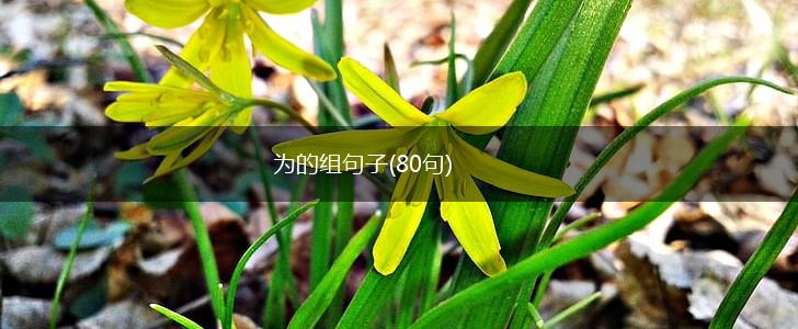 为的组句子(80句),第1张