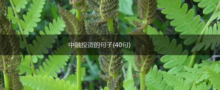 中融投资的句子(40句),第1张