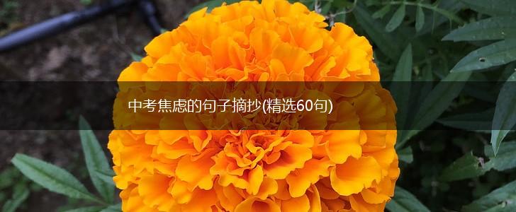 中考焦虑的句子摘抄(精选60句),第1张