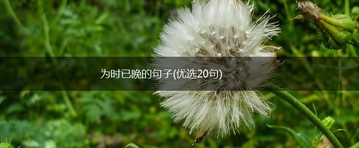 为时已晚的句子(优选20句),第1张
