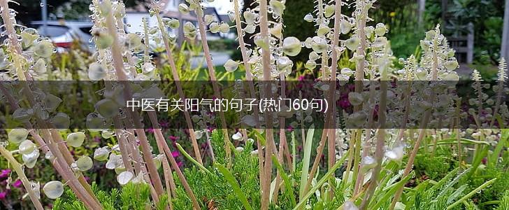 中医有关阳气的句子(热门60句),第1张