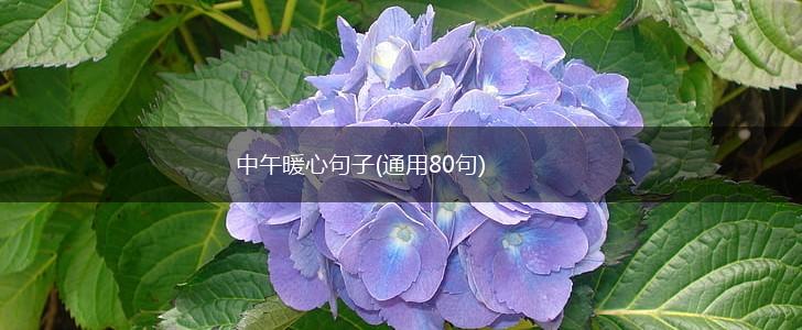 中午暖心句子(通用80句),第1张