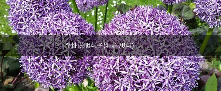 个性说明句子(汇总70句),第1张