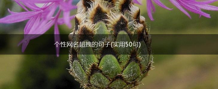 个性网名超拽的句子(实用50句),第1张
