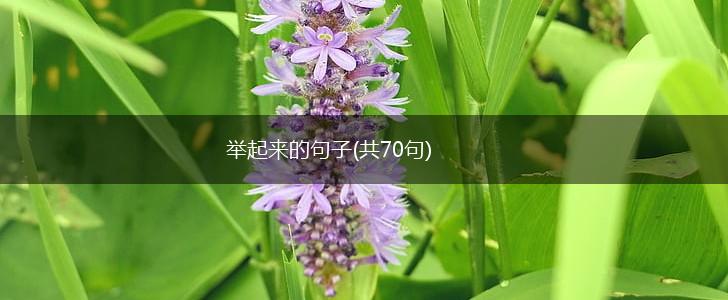 举起来的句子(共70句),第1张