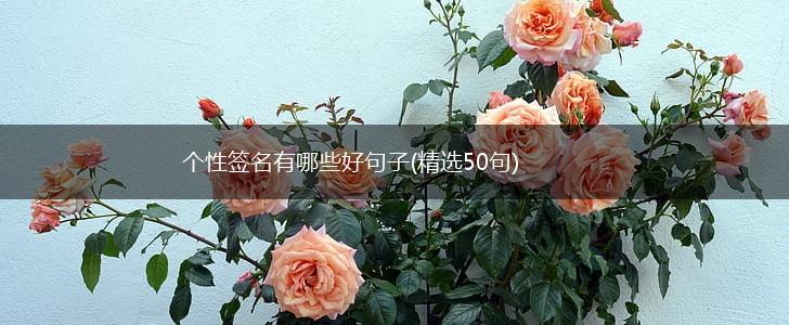 个性签名有哪些好句子(精选50句),第1张