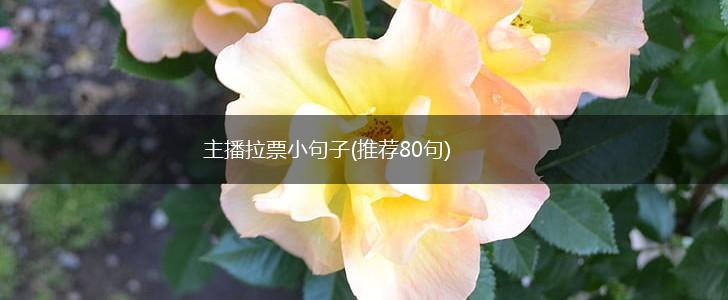 主播拉票小句子(推荐80句),第1张
