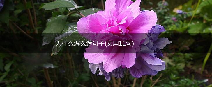 为什么怎么造句子(实用11句),第1张