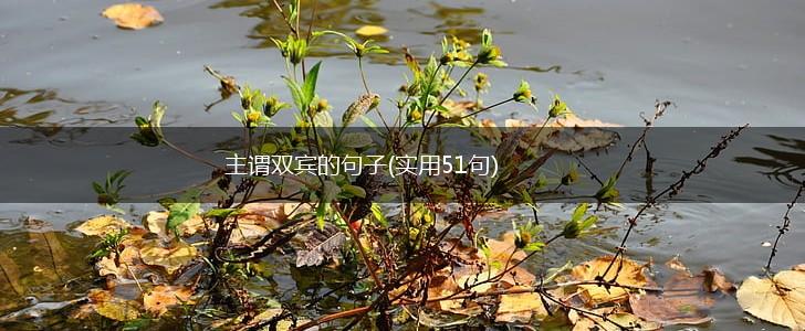 主谓双宾的句子(实用51句),第1张