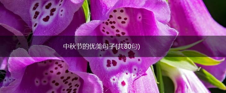 中秋节的优美句子(共80句),第1张