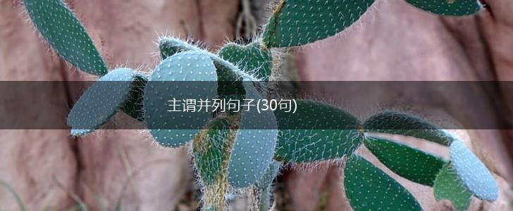 主谓并列句子(30句),第1张