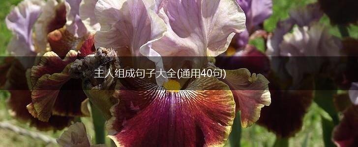 主人组成句子大全(通用40句),第1张