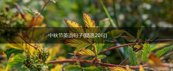 中秋节英语句子(精选20句),第1张