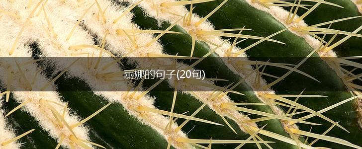 丽娜的句子(20句),第1张