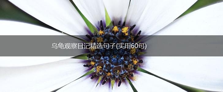 乌龟观察日记精选句子(实用60句),第1张