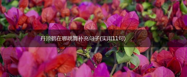 丹顶鹤在哪跳舞补充句子(实用11句),第1张