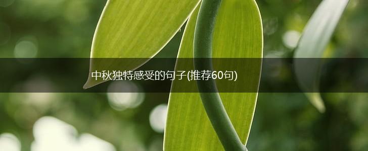 中秋独特感受的句子(推荐60句),第1张